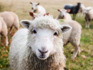 SOTF-Its-Lambing-season-March-3