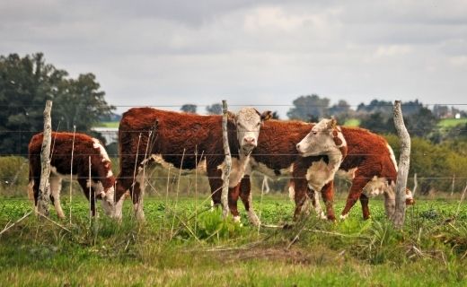 Pedigree Hereford Cattle