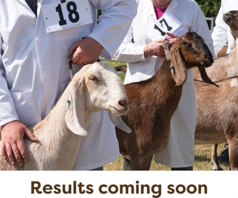 DairyGoats-Results-Coming-Soon