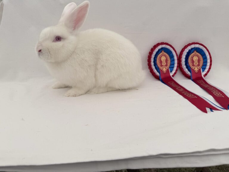 Champion Rabbit (Front Cover 2027)