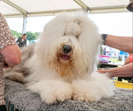 Dogs-Gallery-2023_0004