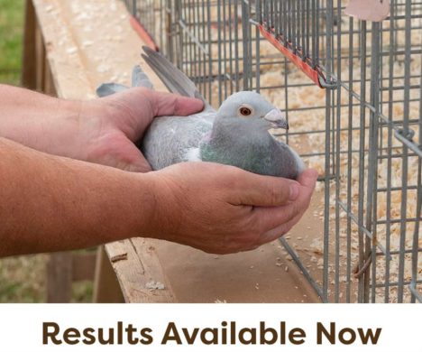 Pigeons-All-Results