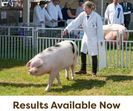 Pigs-All-Results