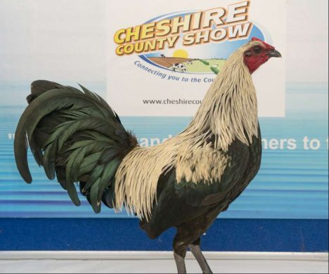 Poultry-Gallery_0000