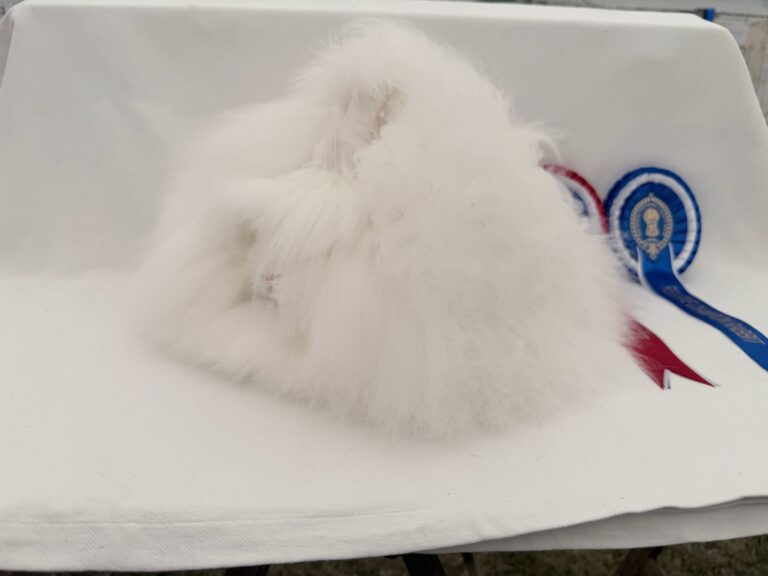 Rabbit 2
