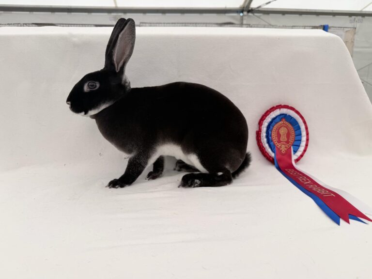 Rabbit 4