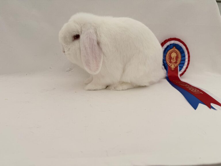 Rabbit 5