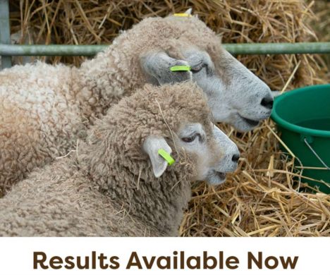 Sheep-All-Results