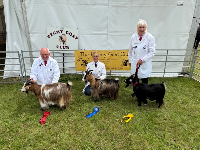 pygmy-goat-competition-1