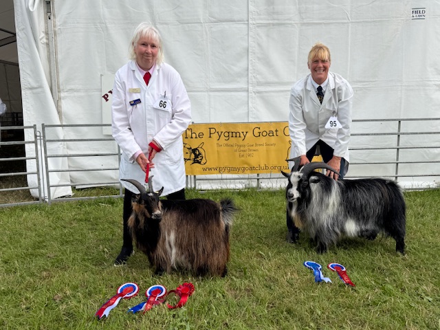 pygmy-goat-competition-2