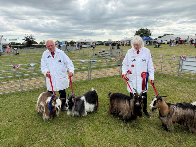 pygmy-goat-competition-3