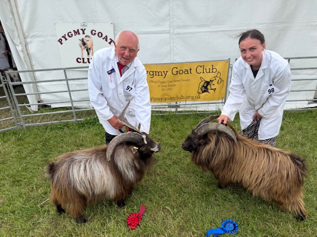 pygmy-goat-competition-4
