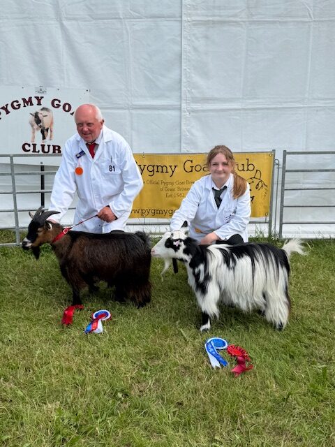 pygmy-goat-competition-5