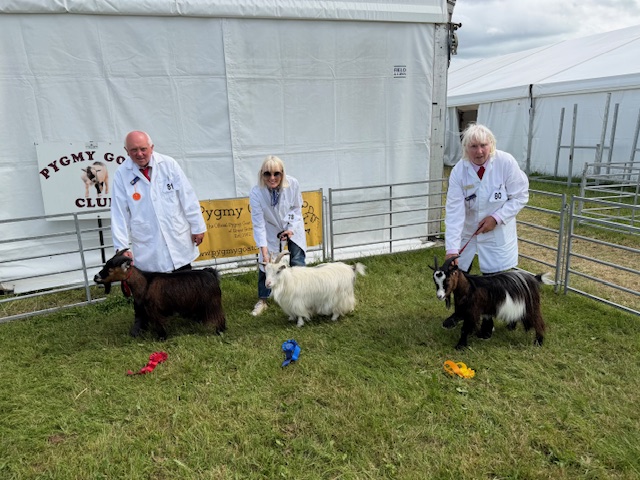 pygmy-goat-competition-6