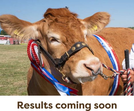 Cattle-Results-Coming-Soon