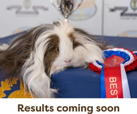 Cavies-Results-Coming-Soon