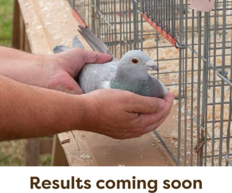 Pigeon-Results-Coming-Soon