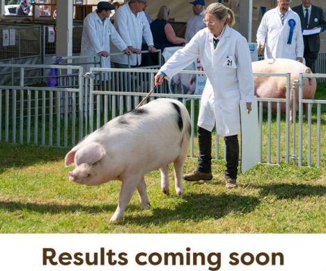 Pigs-Results-Coming-Soon