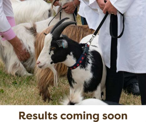 PygmyGoats-Coming-Soon