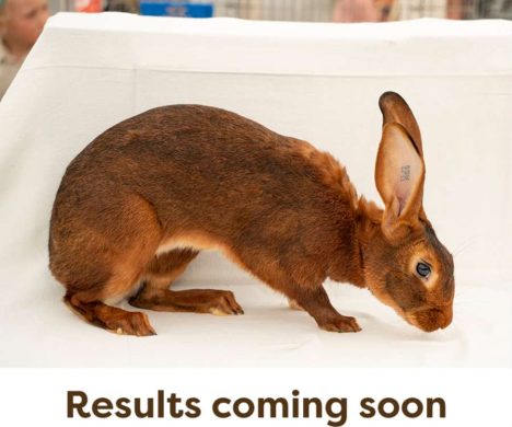 Rabbits-Results-Coming-Soon