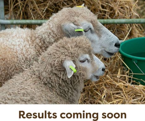 Sheep-Results-Coming-Soon