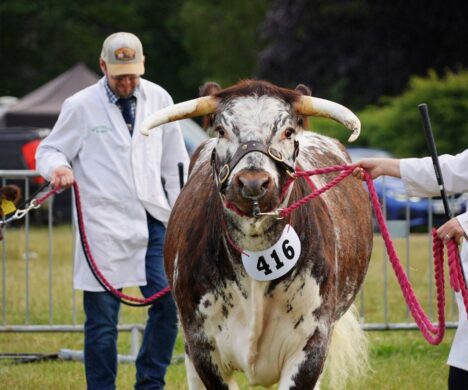 attractions-livestock