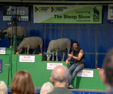 attractions-the-sheep-show