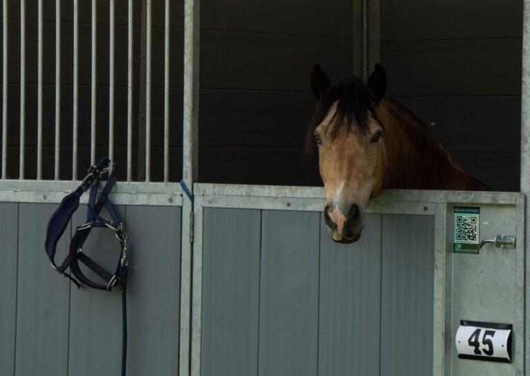 on-site-stables-1